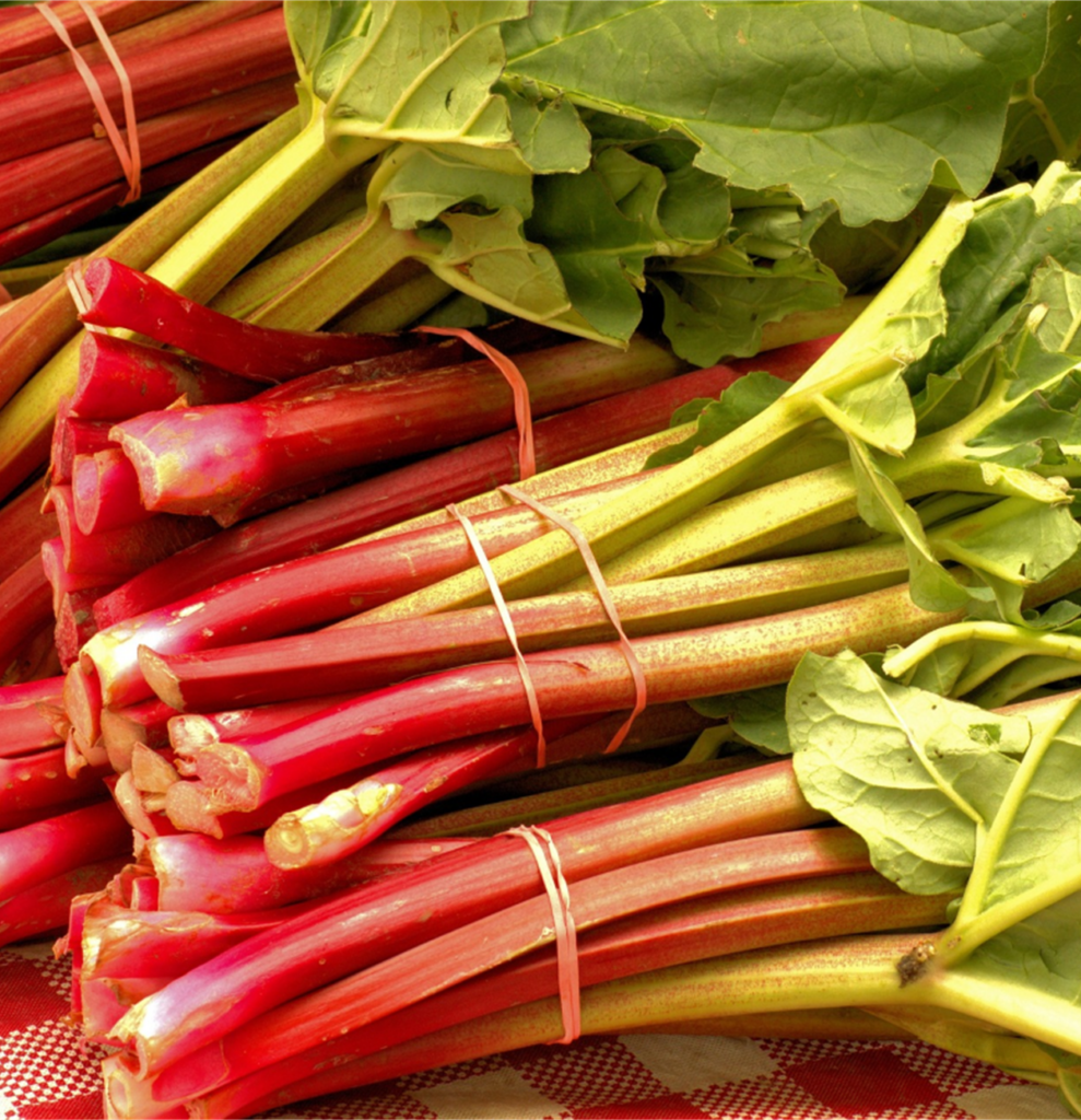Tiges de rhubarbe